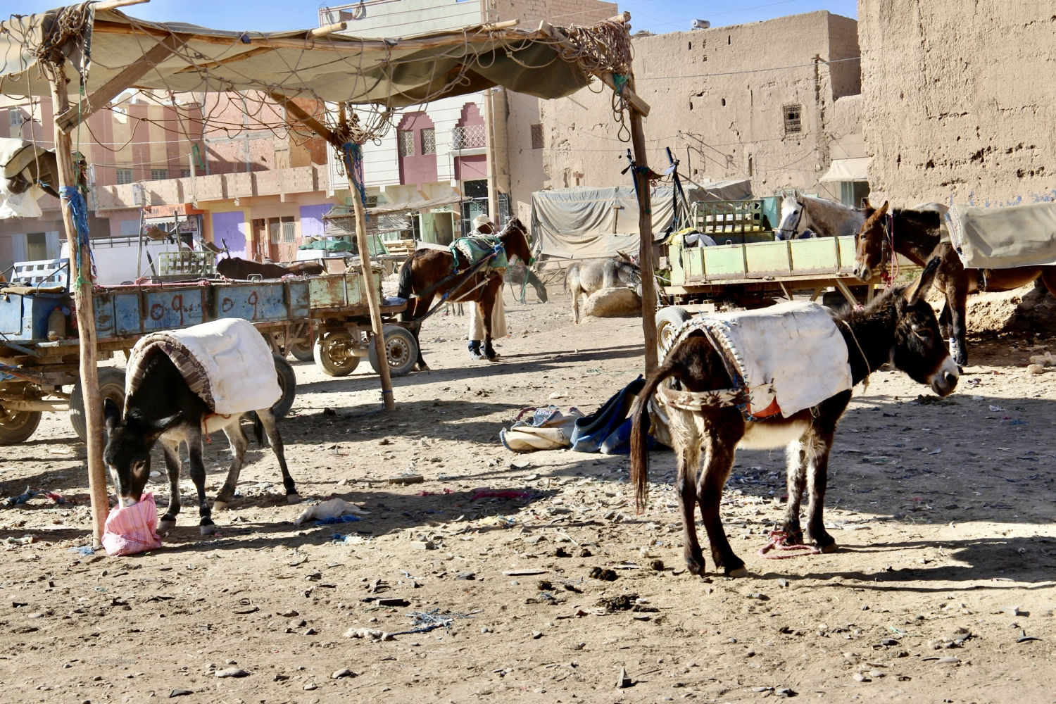 Burros en el mercado de Rissani.