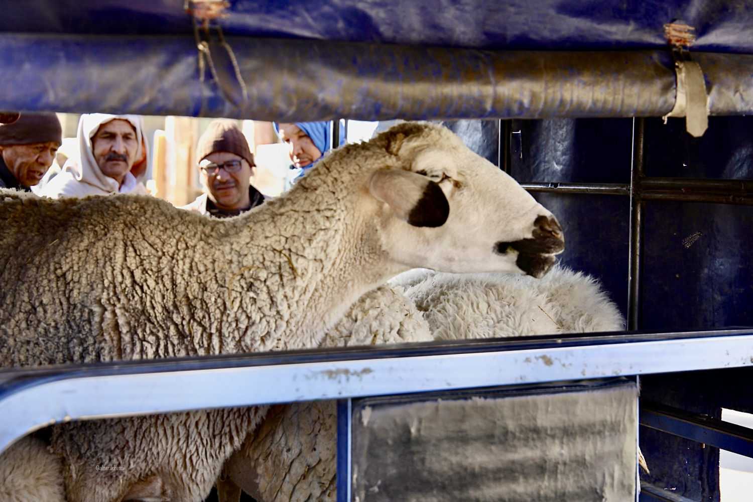 Oveja a la venta en Rissani.