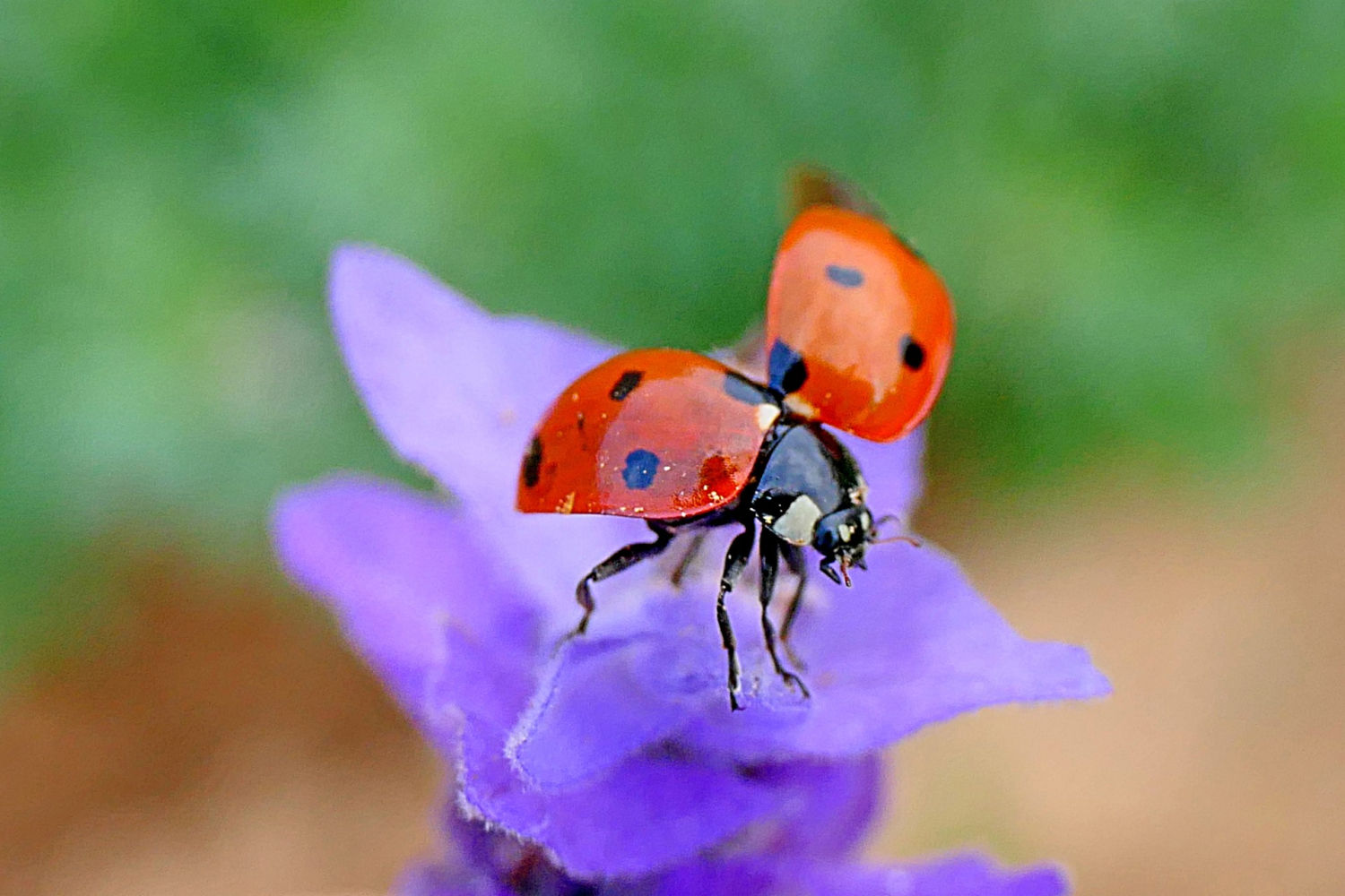 Los élitros de la mariquita.