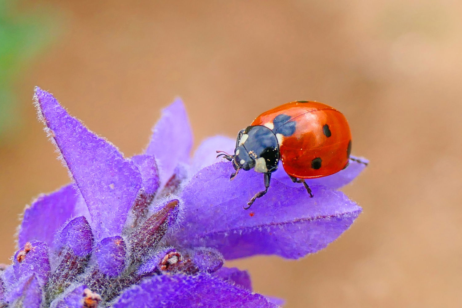 Mariquita en invierno posada en la flor de lavándula.