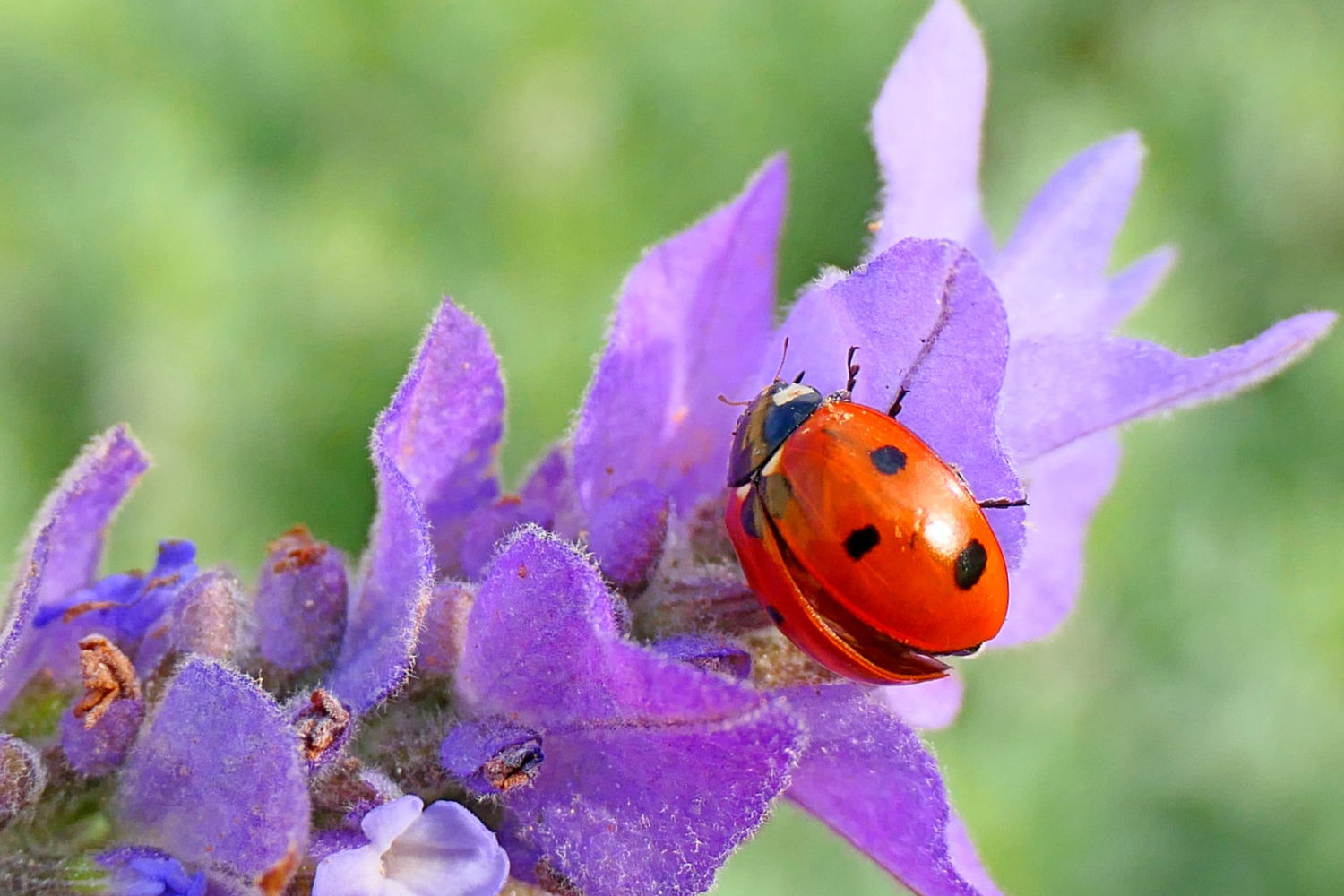 Detalle de la mariquita.