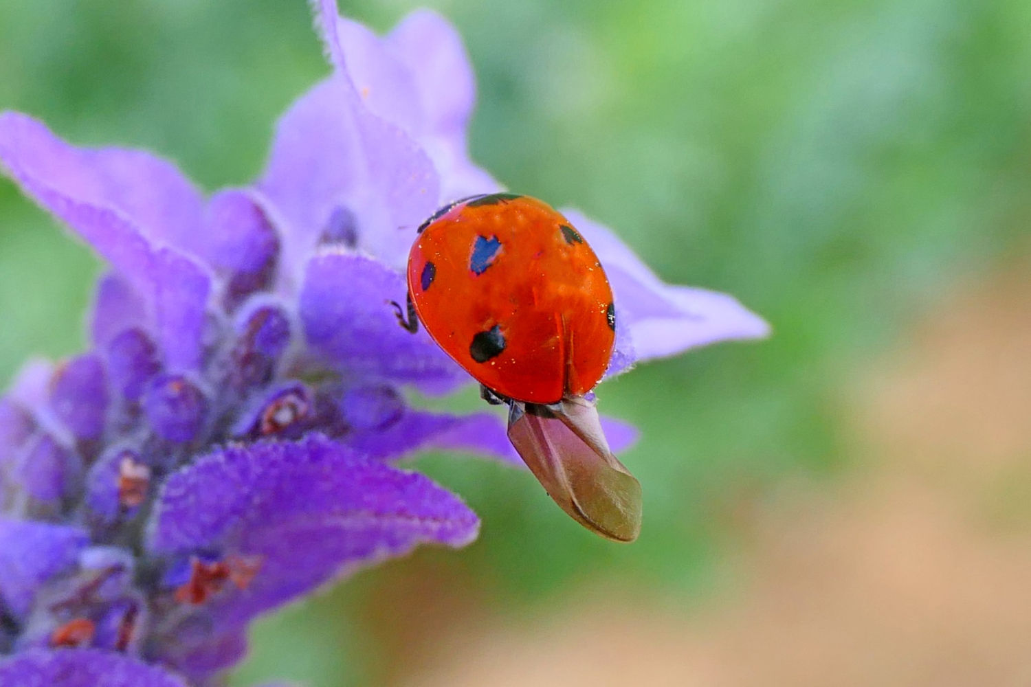 El ala de la mariquita.