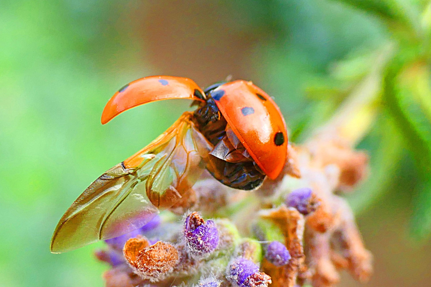 Alas de la mariquita, en detalle.