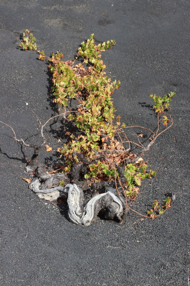 Los cepa en La Geria.