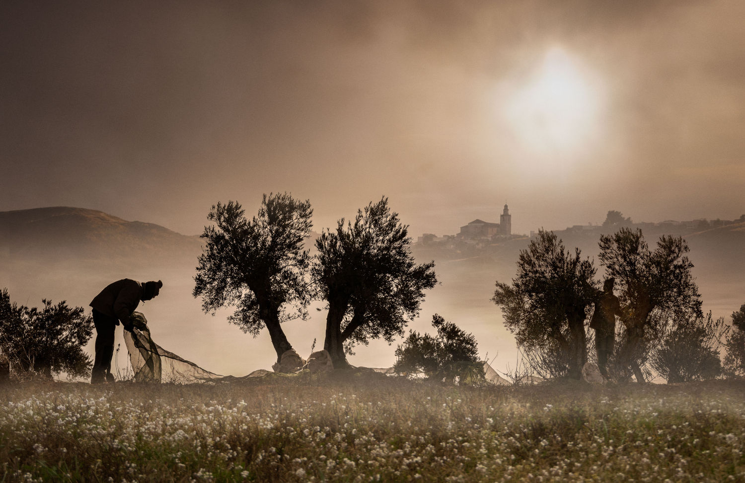 El Olivo, Corazón Mediterráneo (Tarancón (Cuenca))