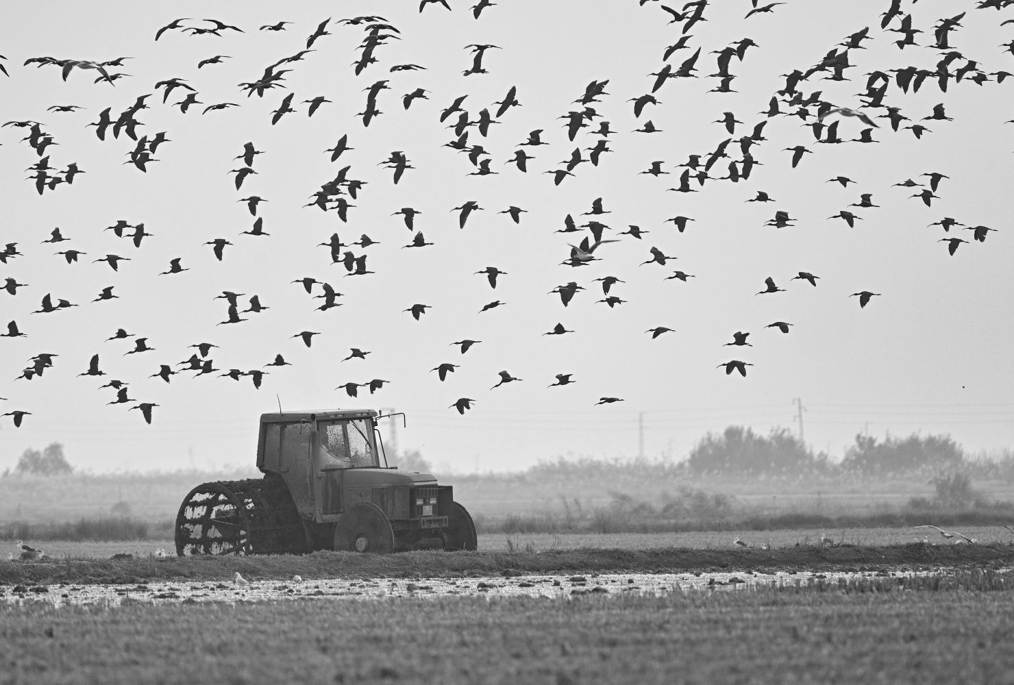 La agricultura y la naturaleza (Arrozales de Sevilla, bajo Guadalquivir)