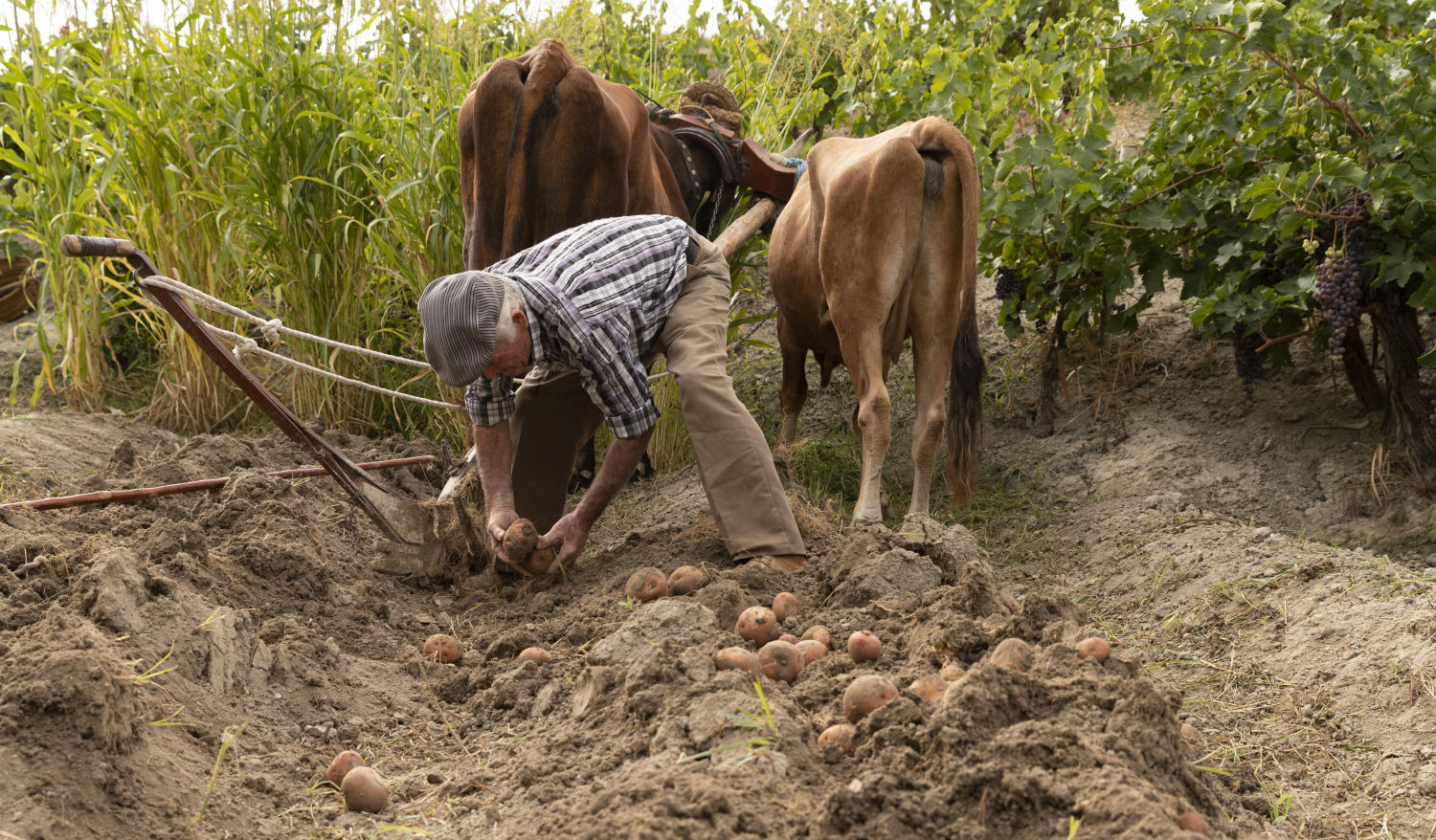 Finalista 'Justo. El Hombre de la Sostenibilidad' (Castillejar , Granada)