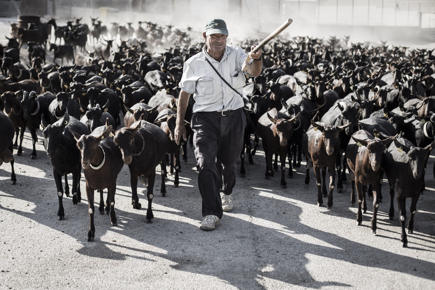 Finalista 'Granja de cabras lecheras' (Campo de Cagitán, Mula, Murcia)