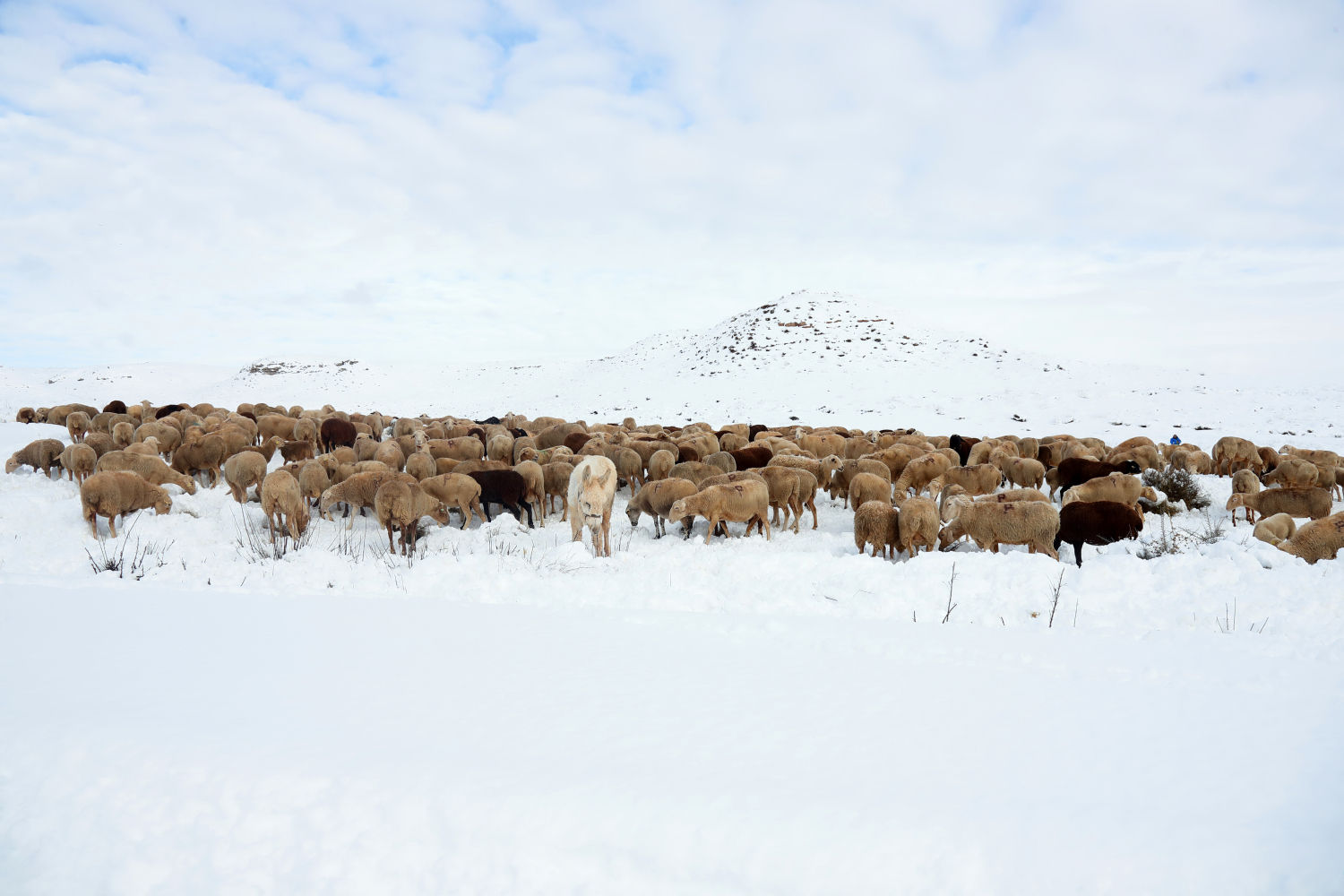 Finalista 'Chuletillas de cordero muy naturales' (Ablitas, Navarra)