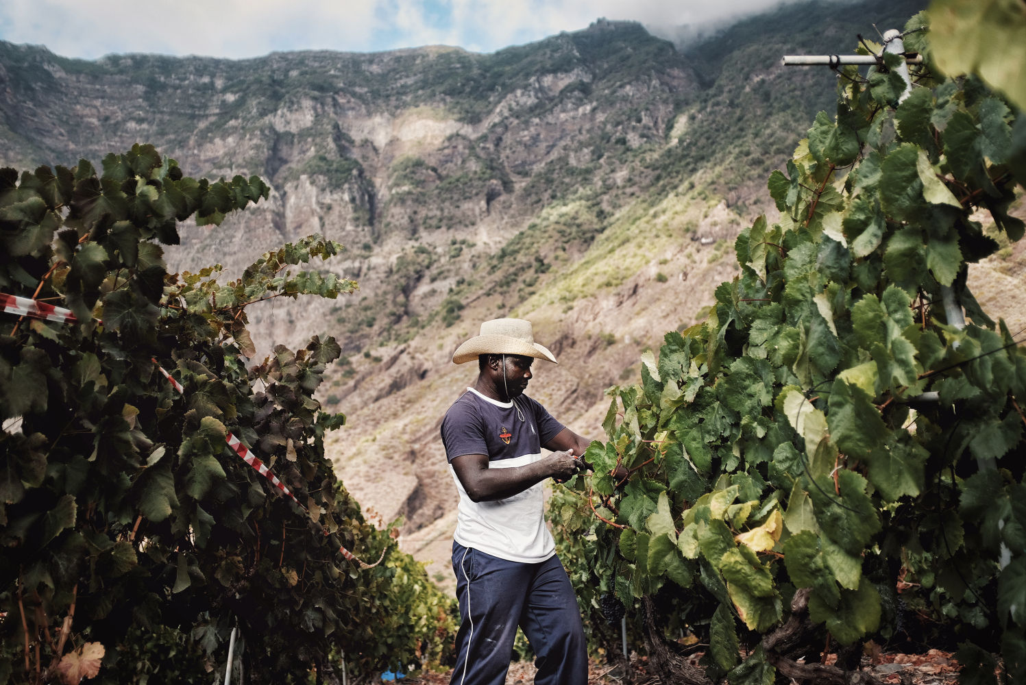 Cosechando Tradición (El Hierro, Islas Canarias)