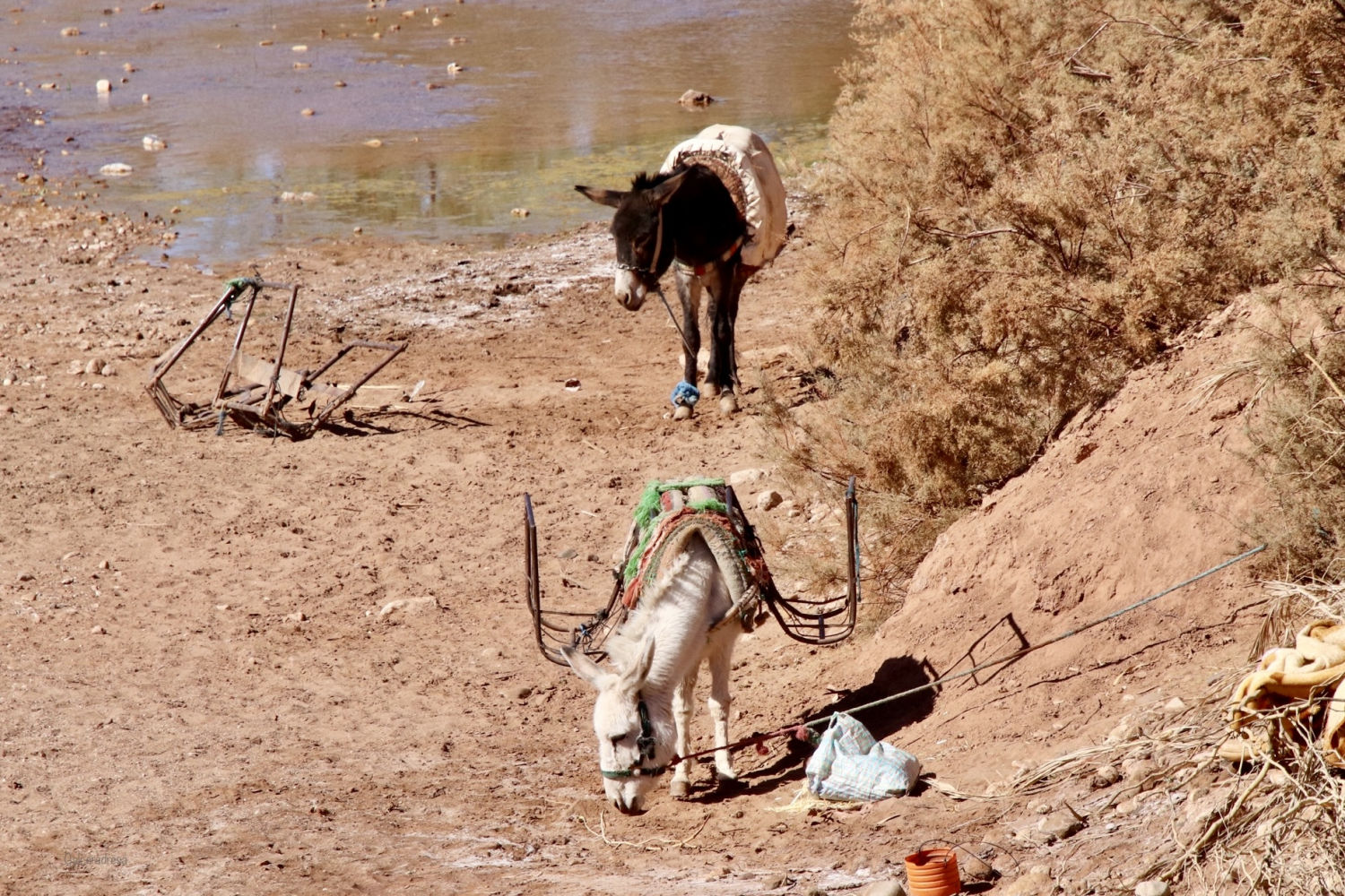 Burros utilizados para transportar la ropa al río, en las afueras de Ait Ben Hadu.