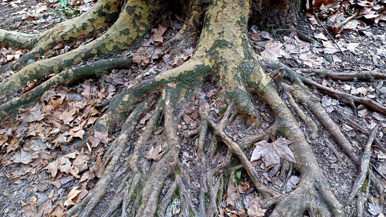Raíces profundas en el Torrent de Colobrers.