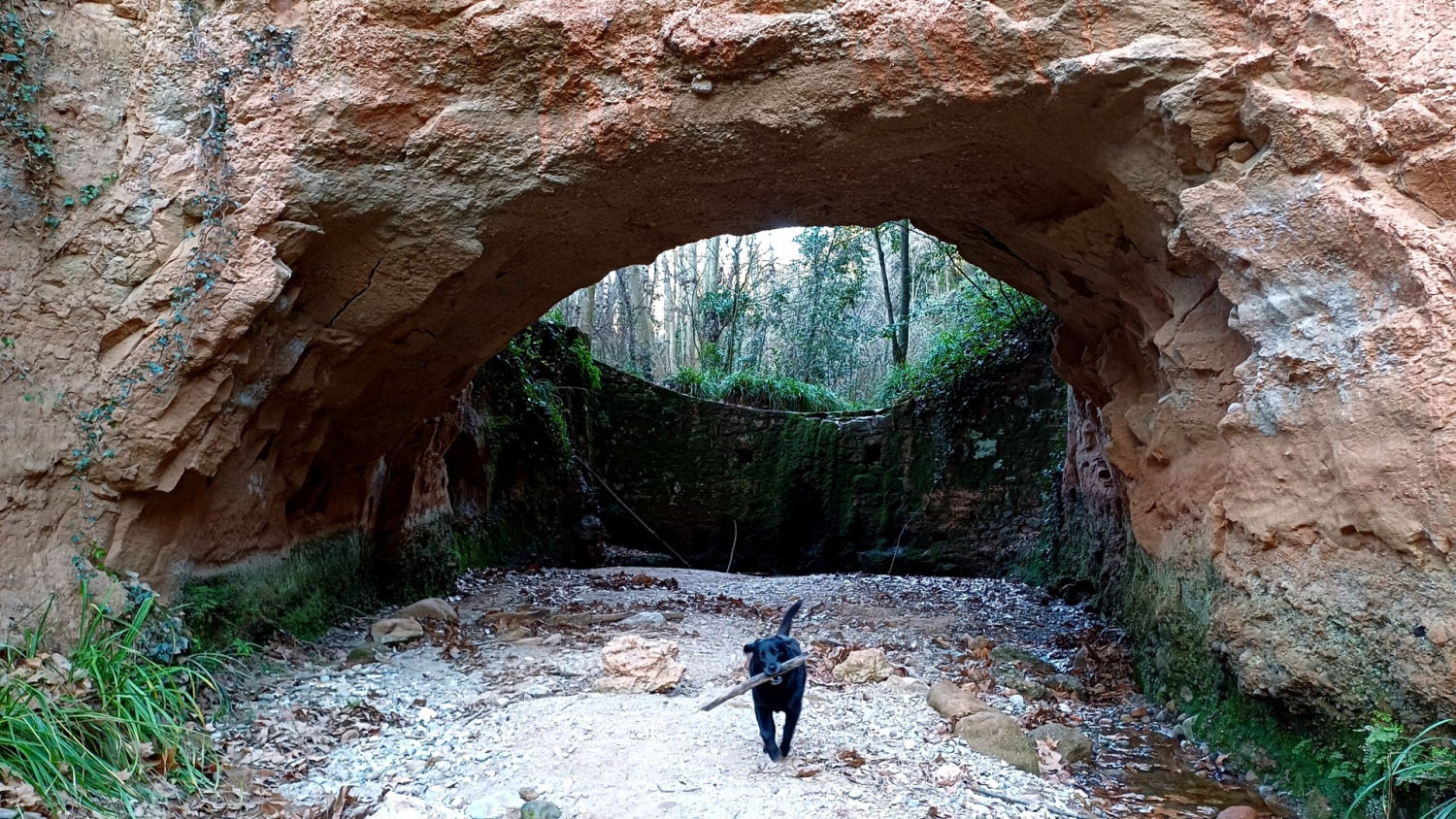 El perro disfrutando el paseo en el Torrent de Colobrers.