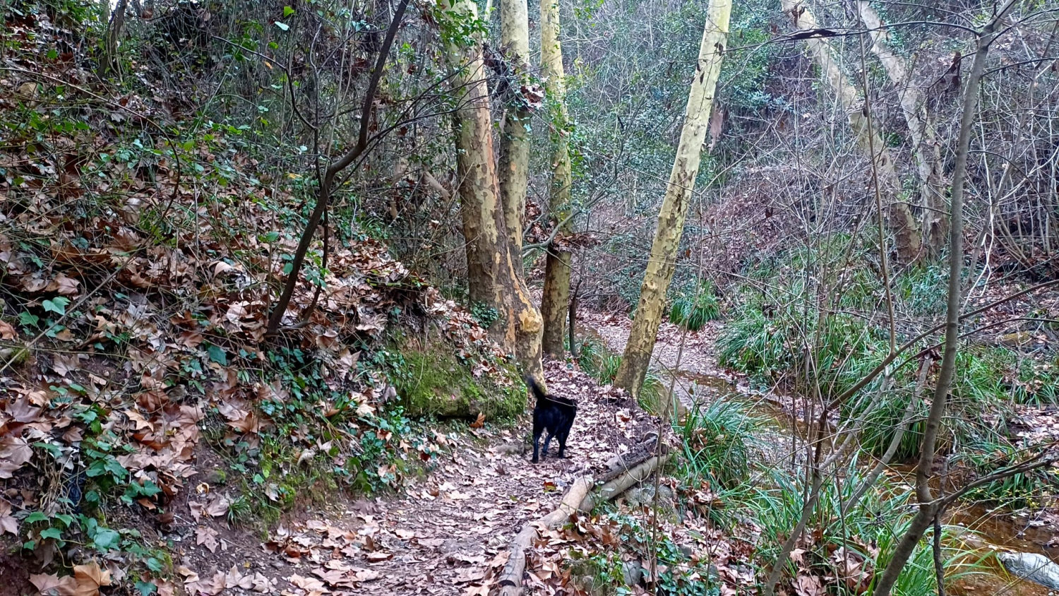 En ruta por el Torrent de Colobrers.