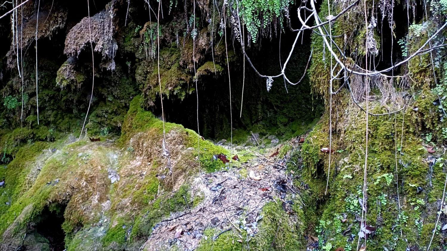 Humedad en el Torrent de Colobrers.