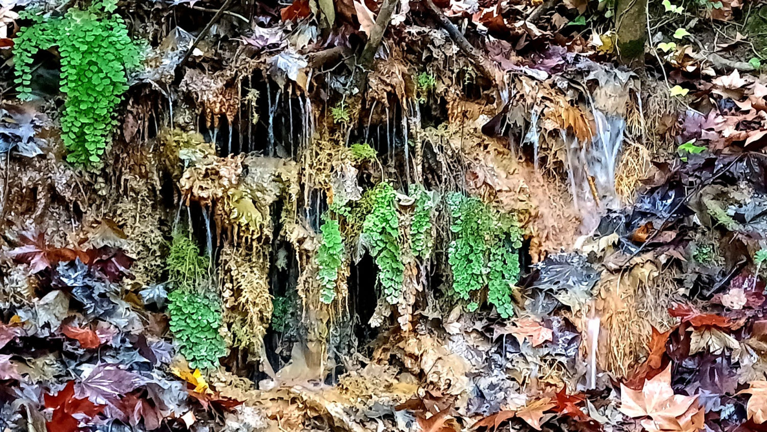 Húmedo terreno del Torrent de Colobrers.