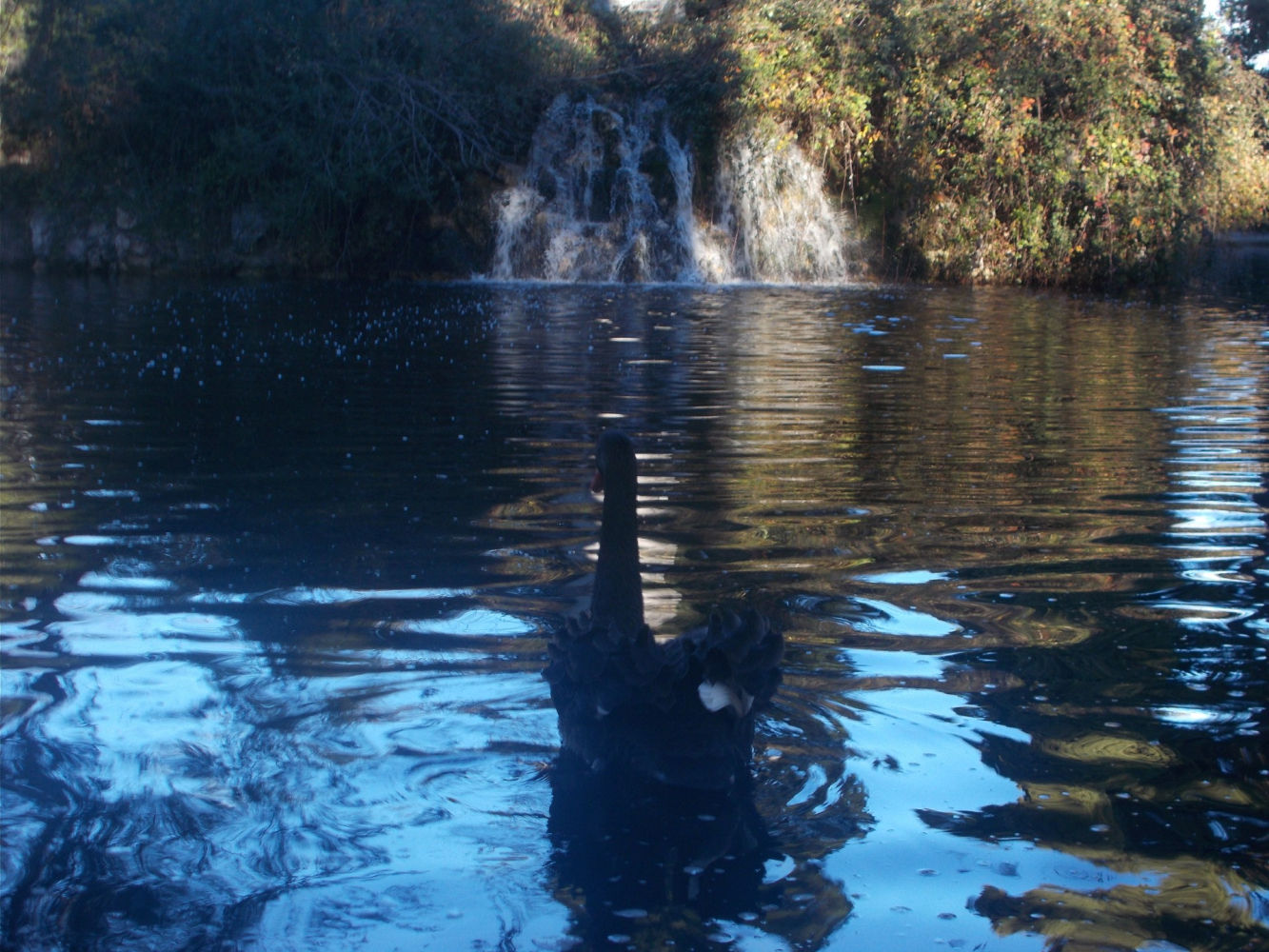 El cisne negro de El Capricho.