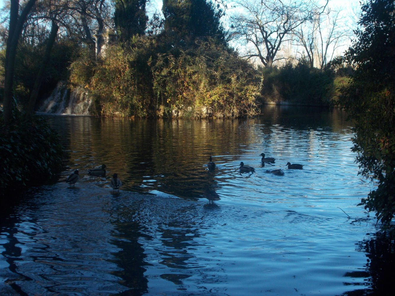El cisne negro de El Capricho.