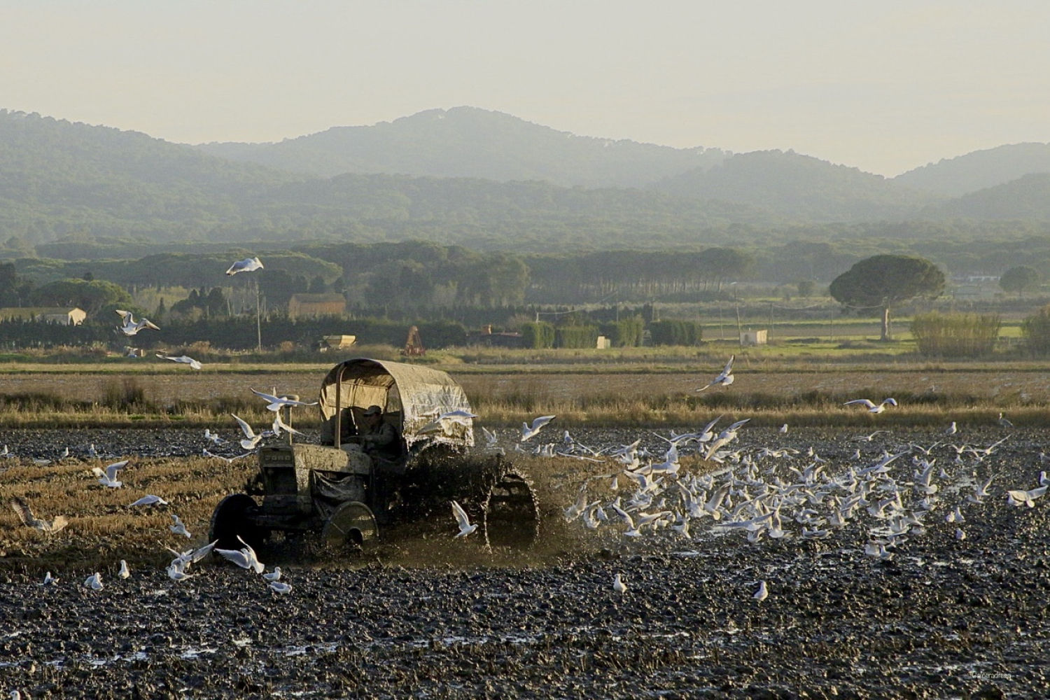 Fangueo en un arrozal de Pals.