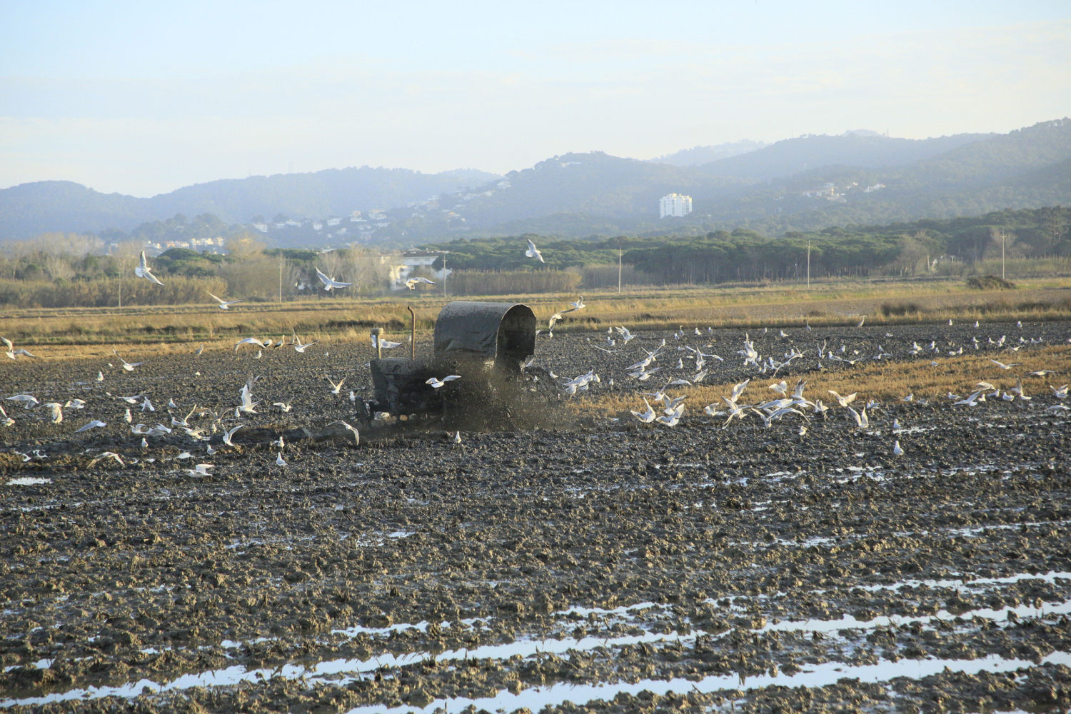 Aplicando el fangueo en un arrozal de Pals.