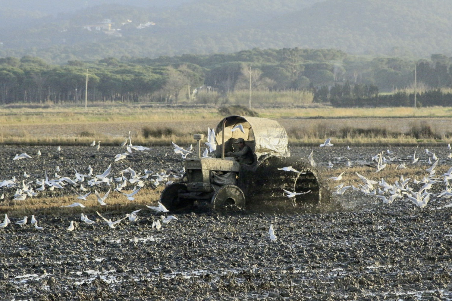 Las aves siguen el fangueo para conseguir comida.