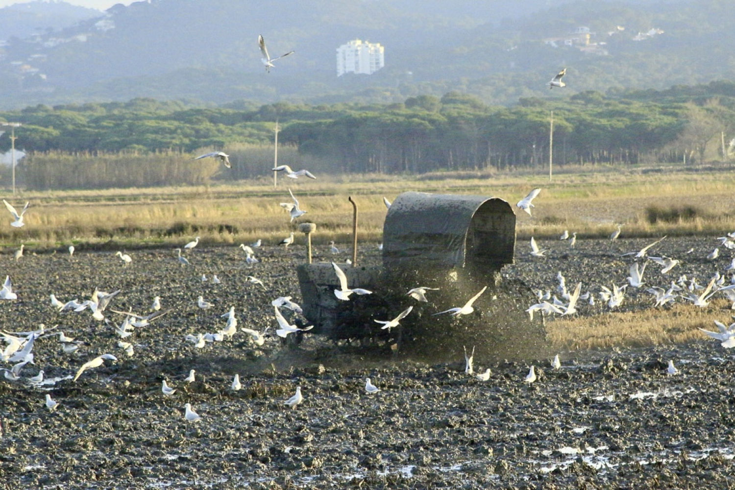Fangueo con numerosas aves alrededor de la máquina.