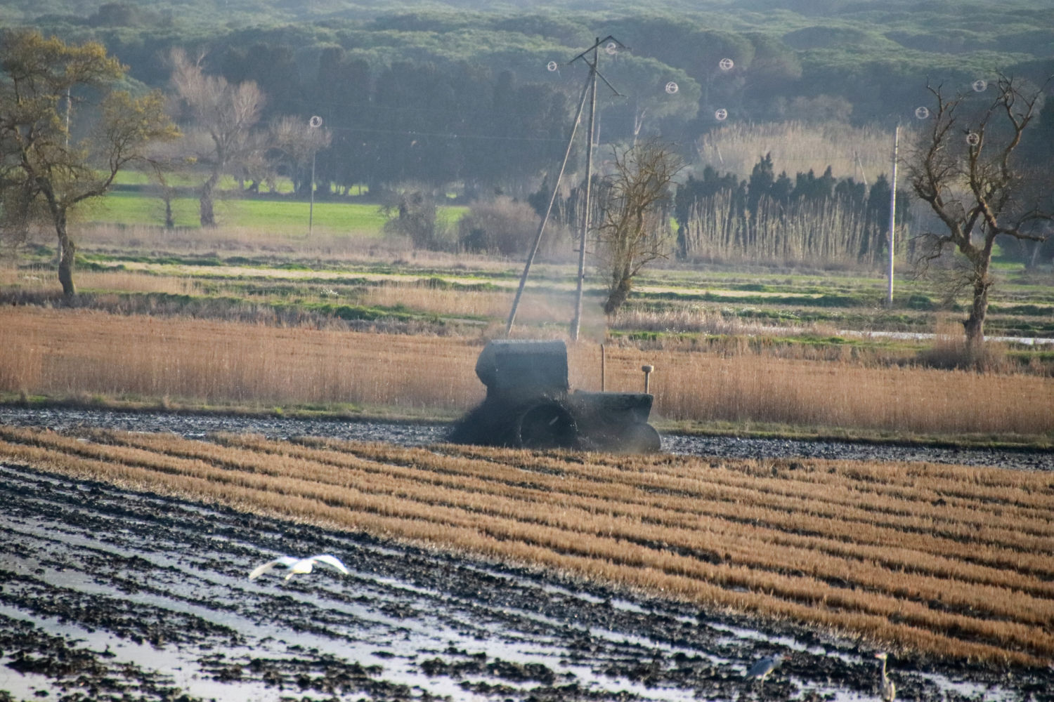 Arrozal en pleno fangueo.