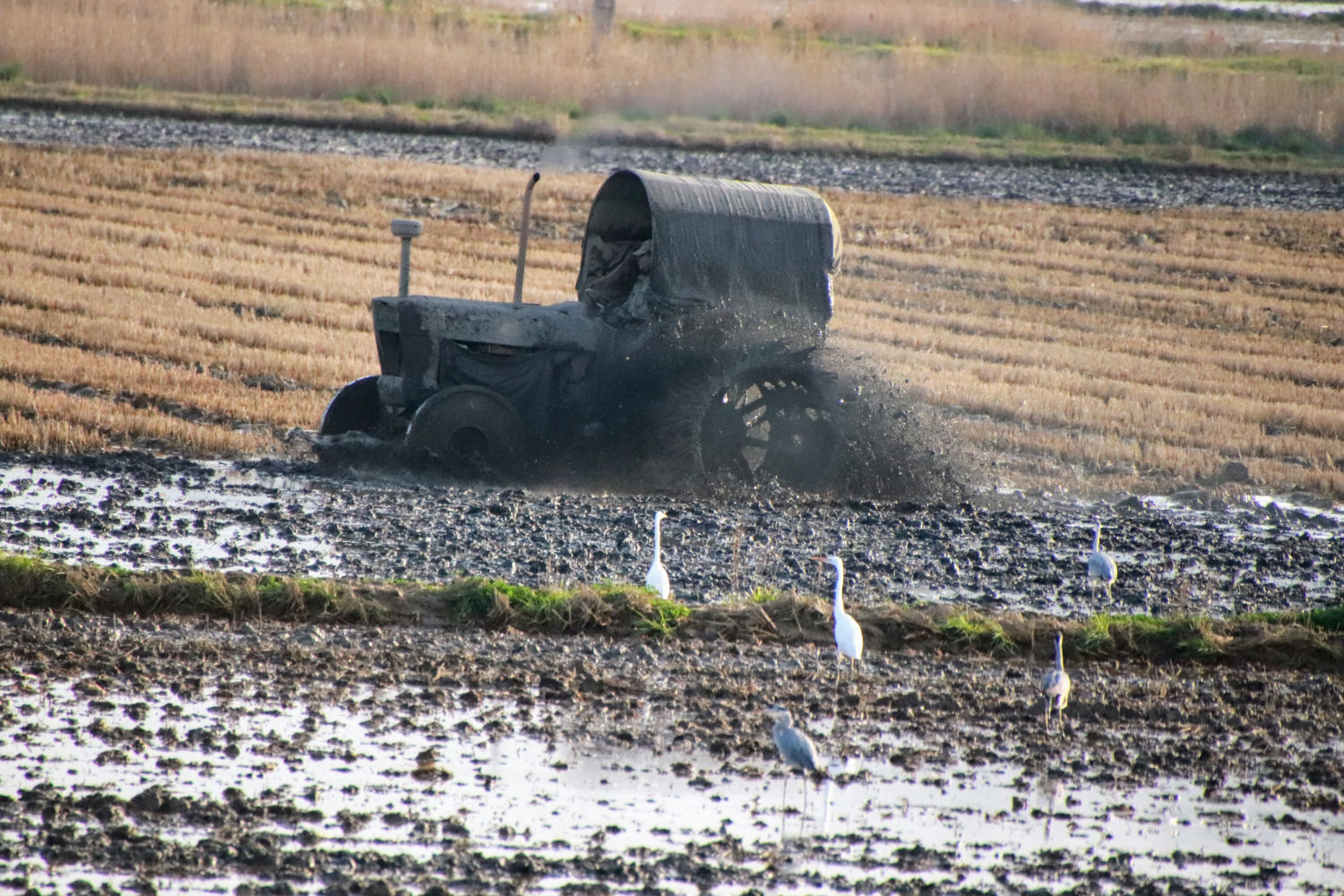 Fangueo en un campo de arroz de Pals.