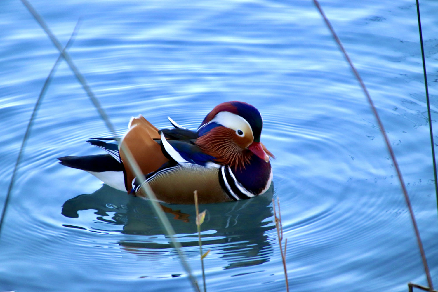 Pato mandarín macho.