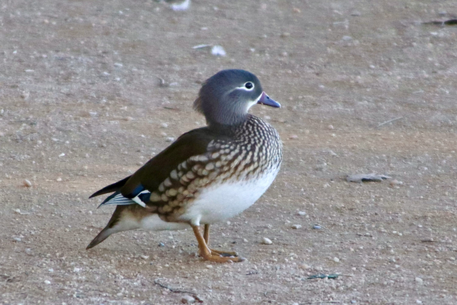 Hembra de pato mandarín.