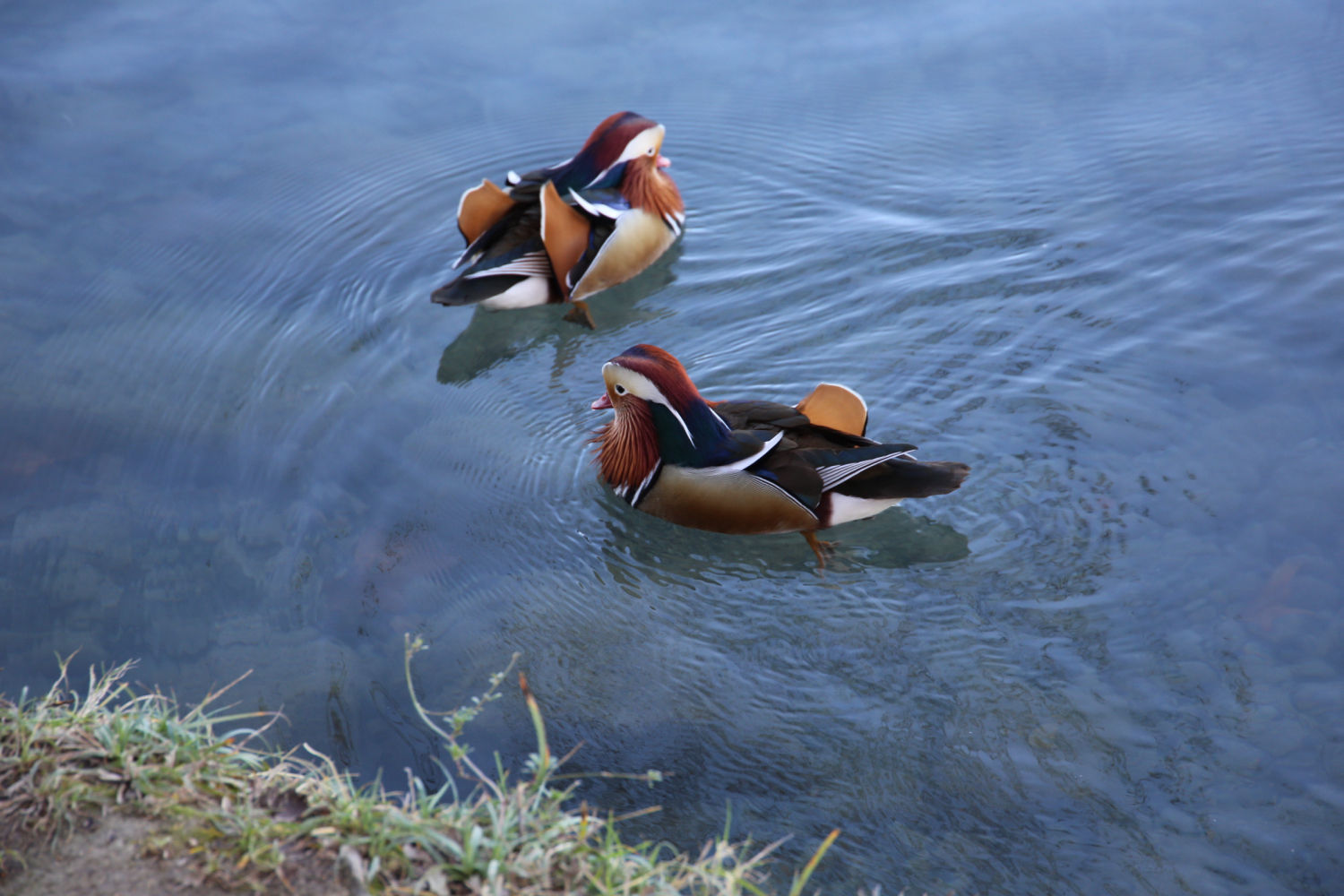 Dos patos mandarín macho.