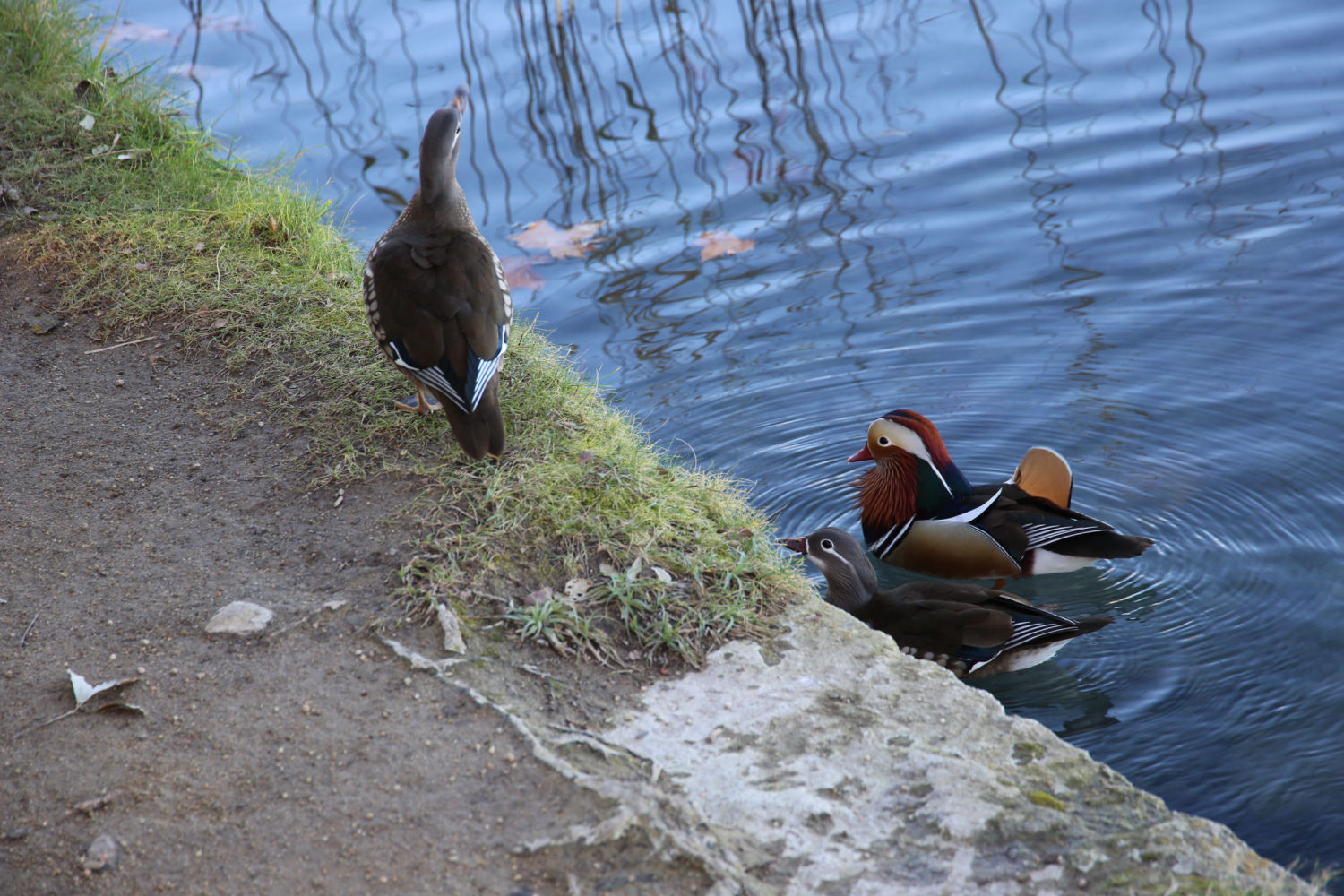 Patos mandarín en la orilla del estanque de Banyoles.