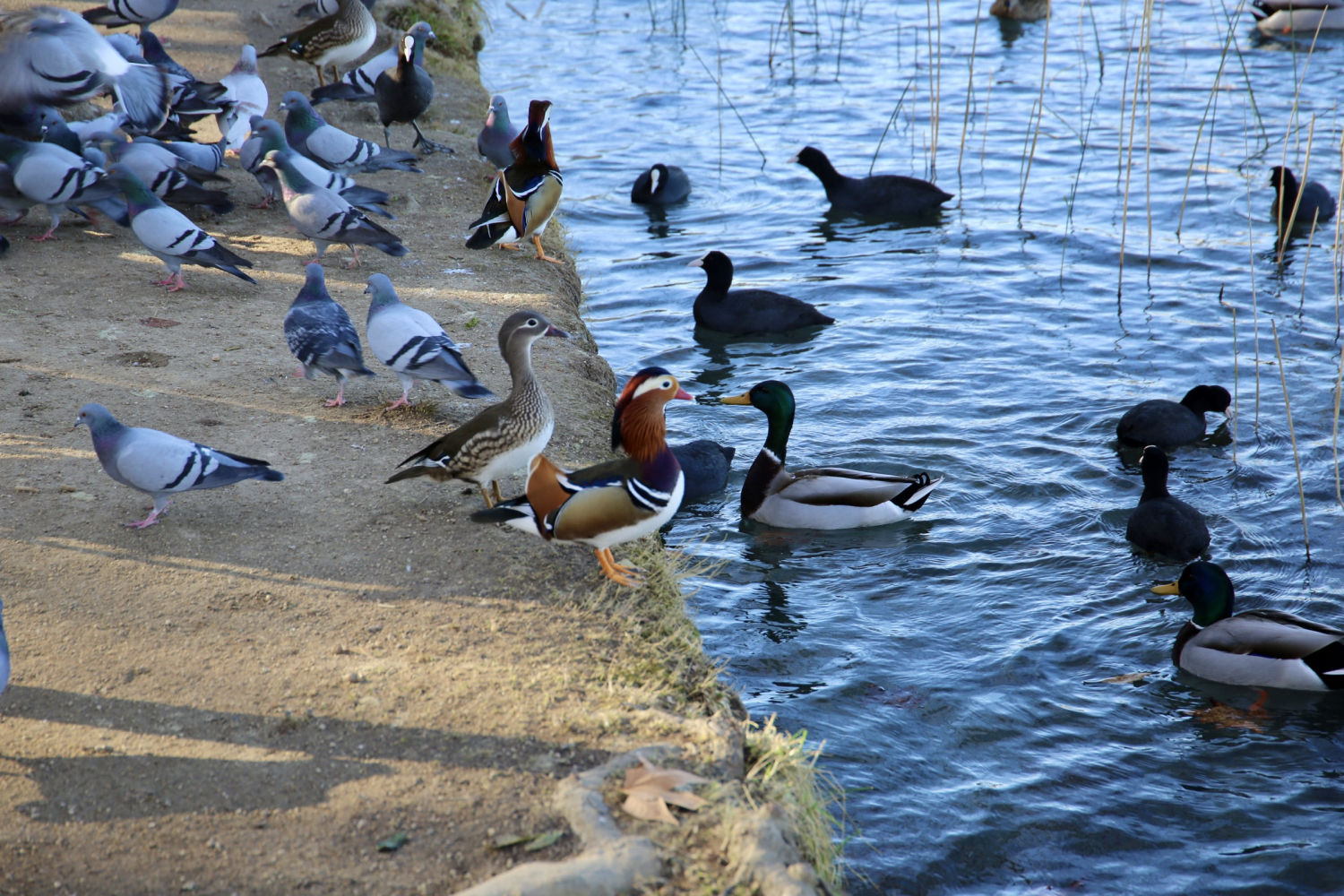 Reunión de aves en la orilla del estanque de Banyoles, con patos mandarín entre ellas.