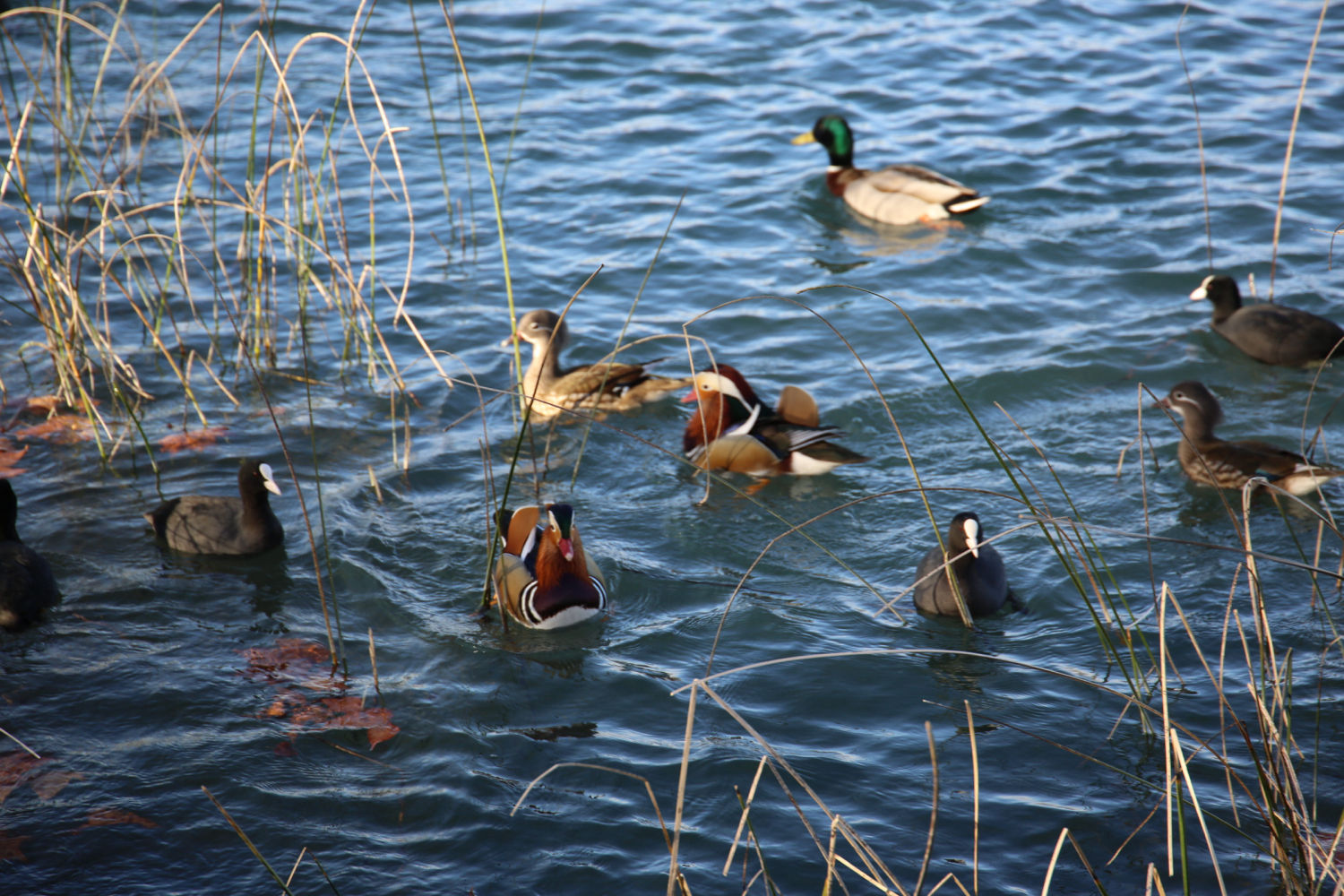 Patos en Banyoles.