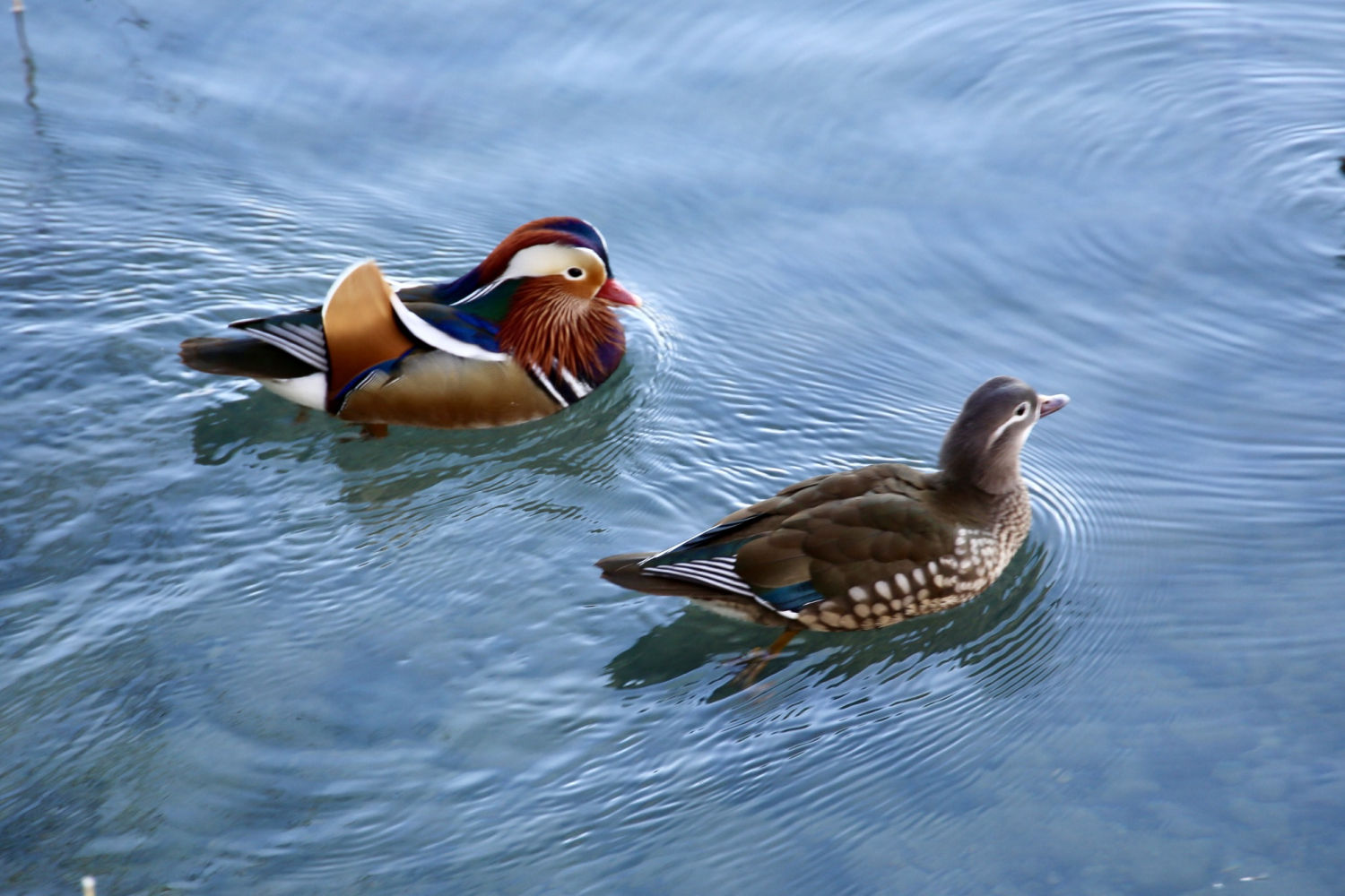 Pareja de patos mandarín.