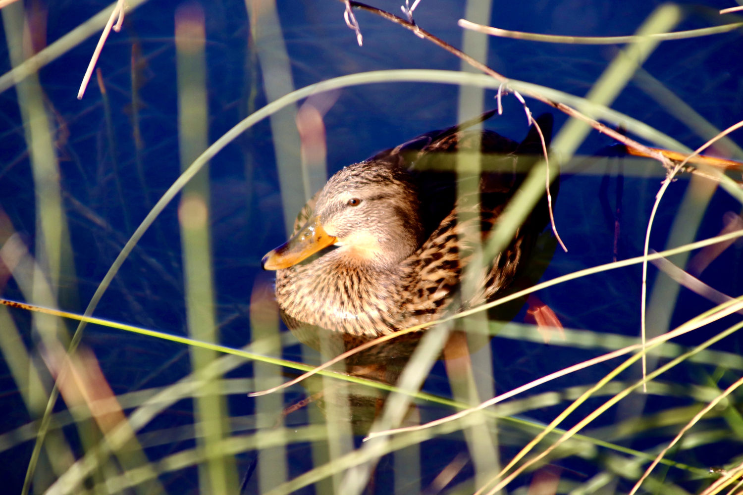 Pato entre la maleza en el lago de Banyoles.