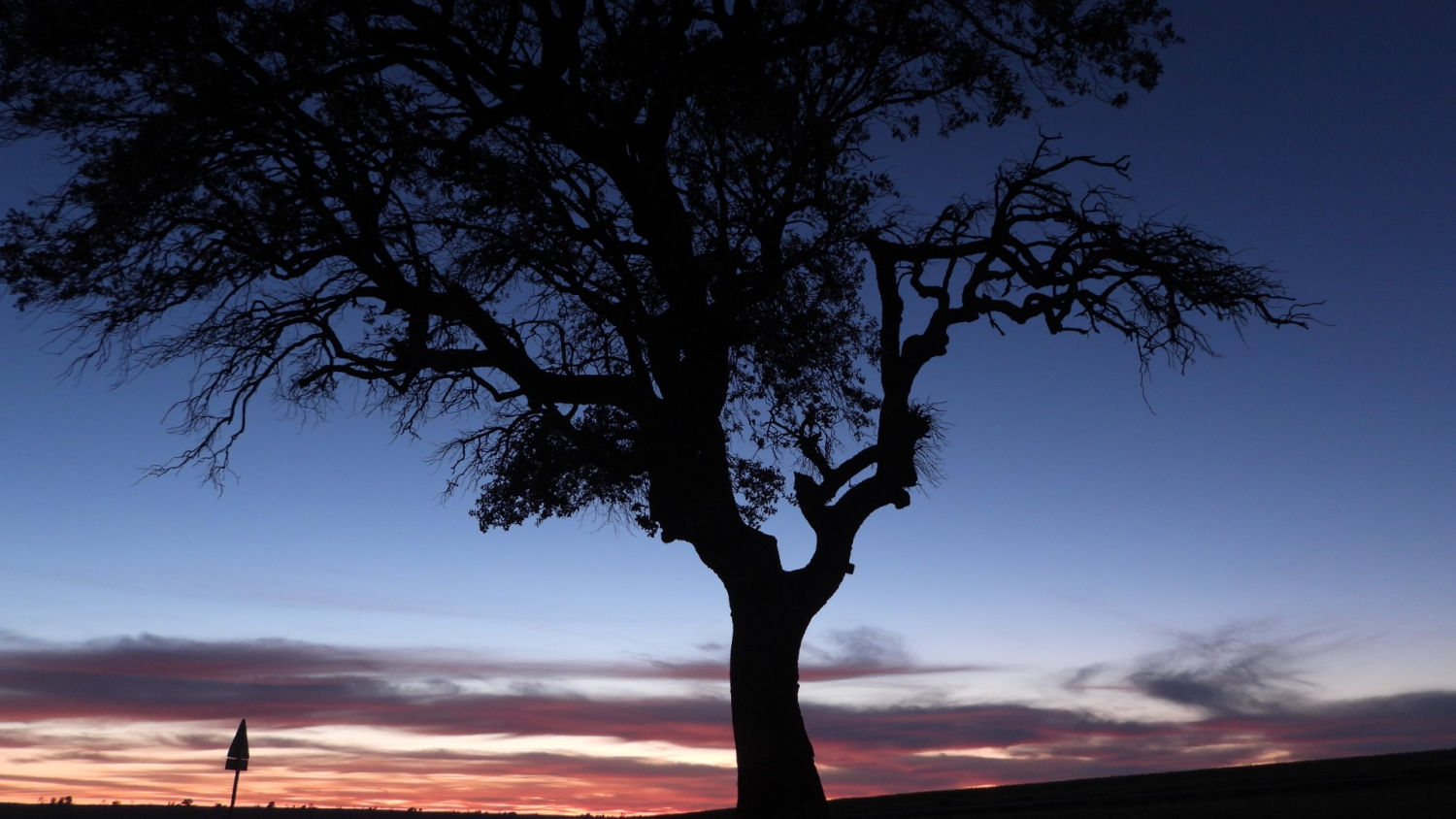 El árbol del atardecer en Ivorra.