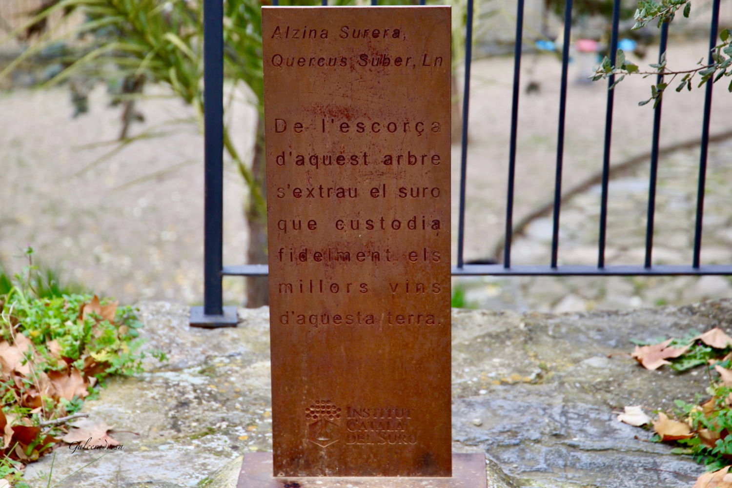 Detalle de la placa de la 'alzina surera' de Torroja del Priorat.
