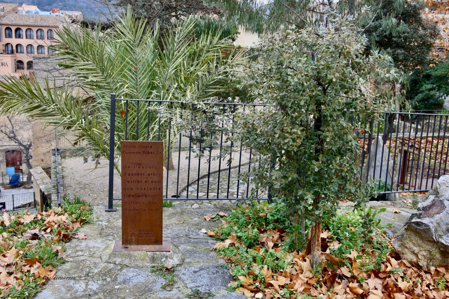 'Alzina surera' de Torroja del Priorat.