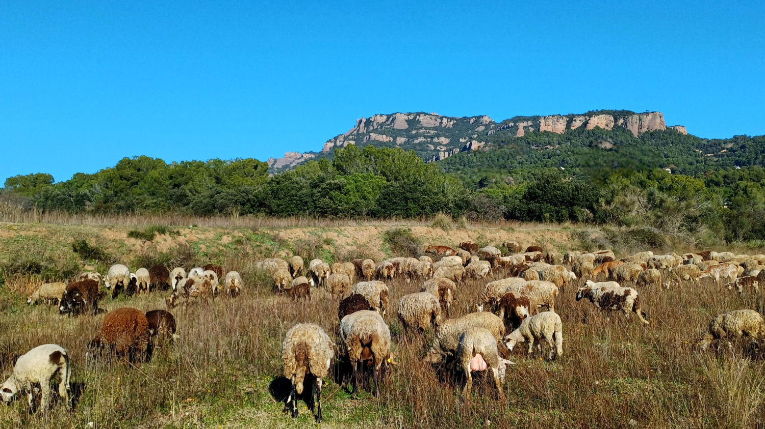 Rebaño de ovejas en Sant Llorenç del Munt.