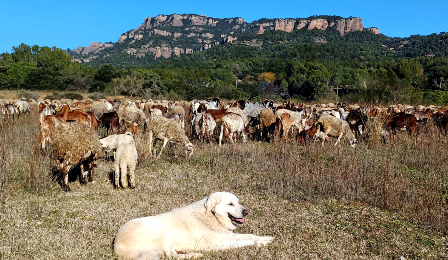 El perro vigila el rebaño, en Sant Llorenç del Munt .