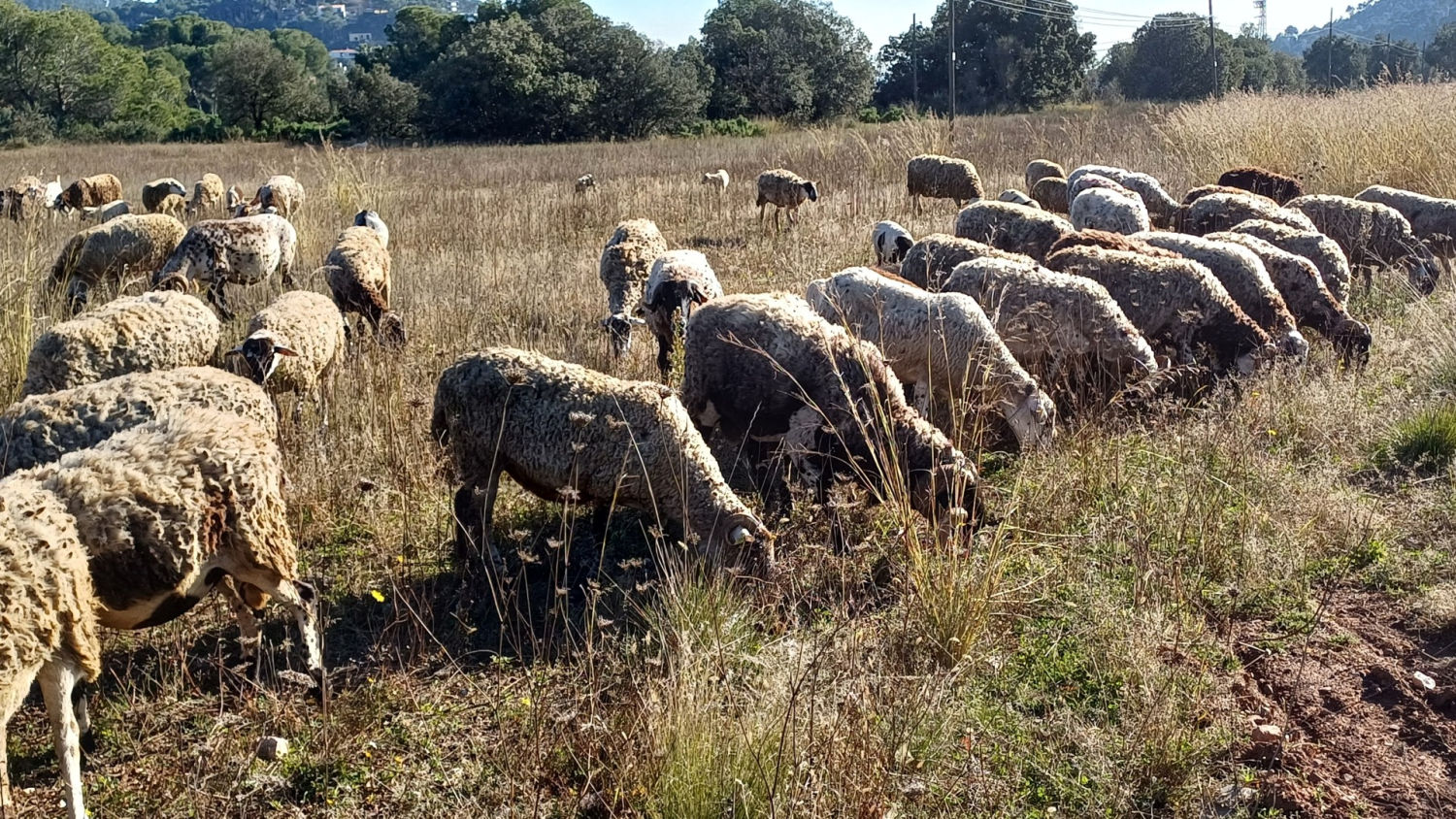 Ovejas pastando en Sant Llorenç del Munt.