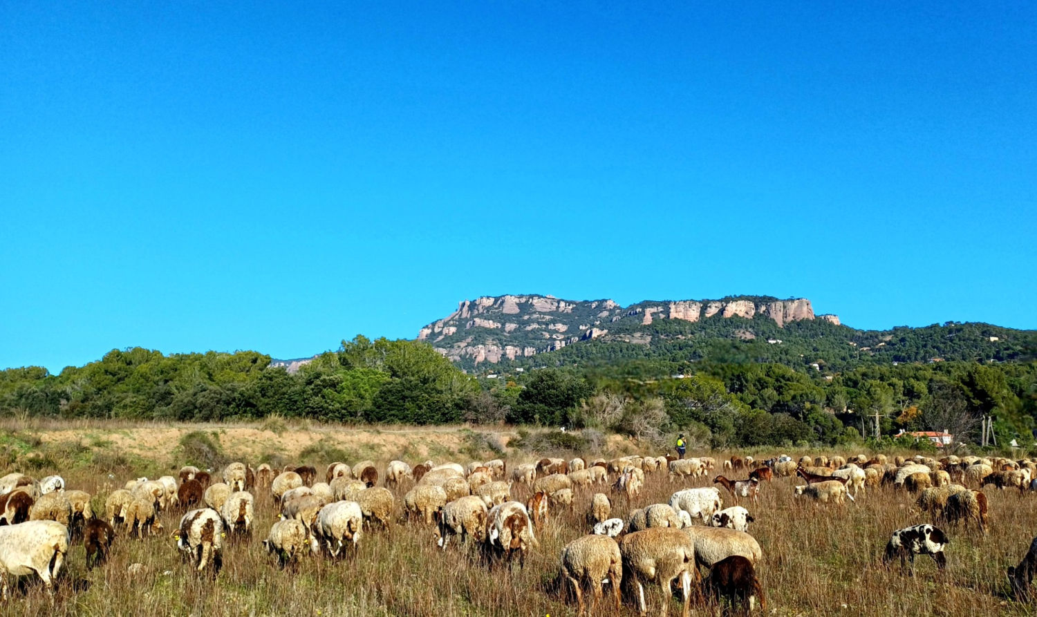 Las ovejas contribuyendo a preservar el paisaje de Sant Llorenç del Munt.
