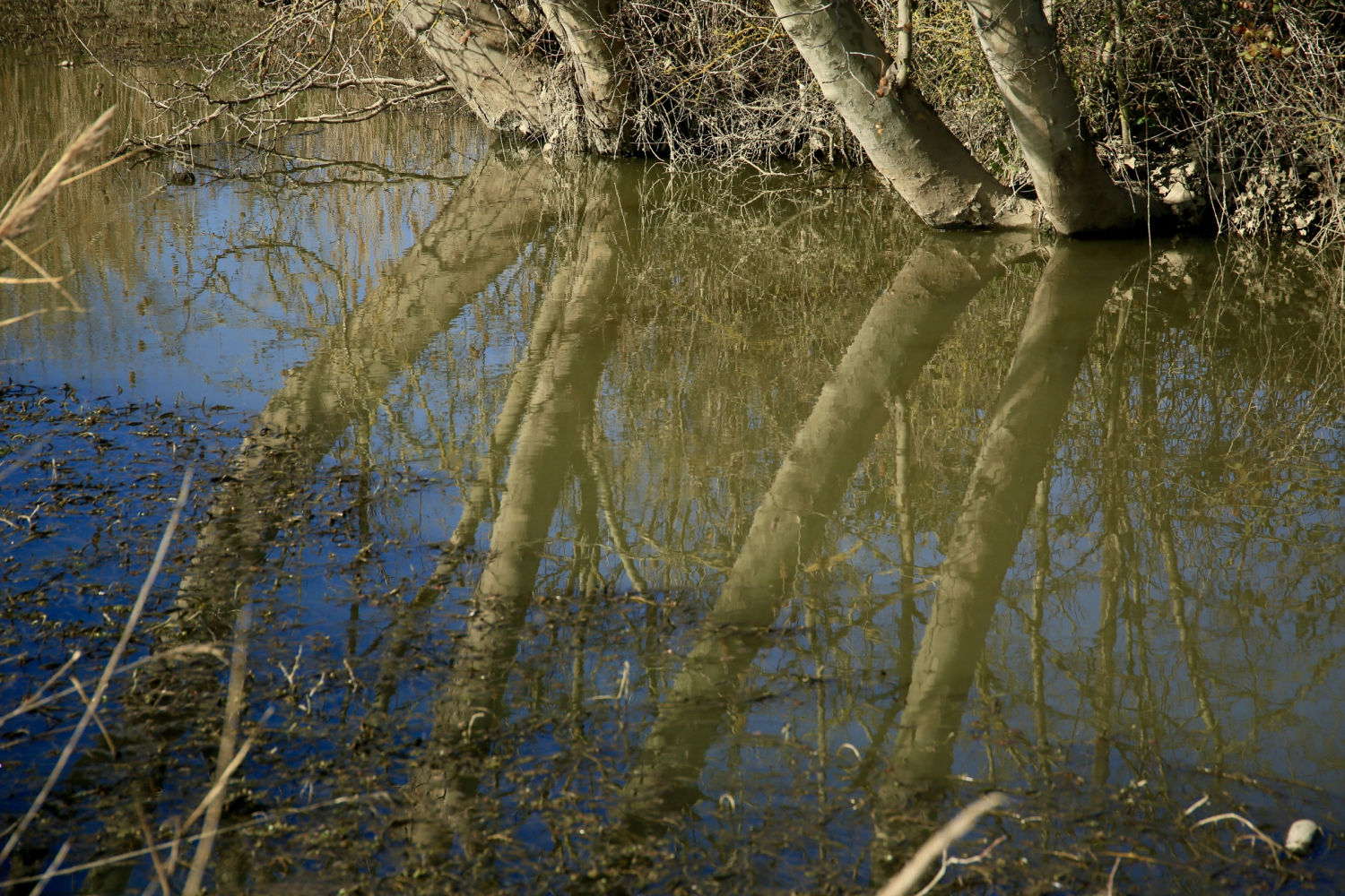 Troncos reflejados en las aguas de Les Basses d'en Coll.