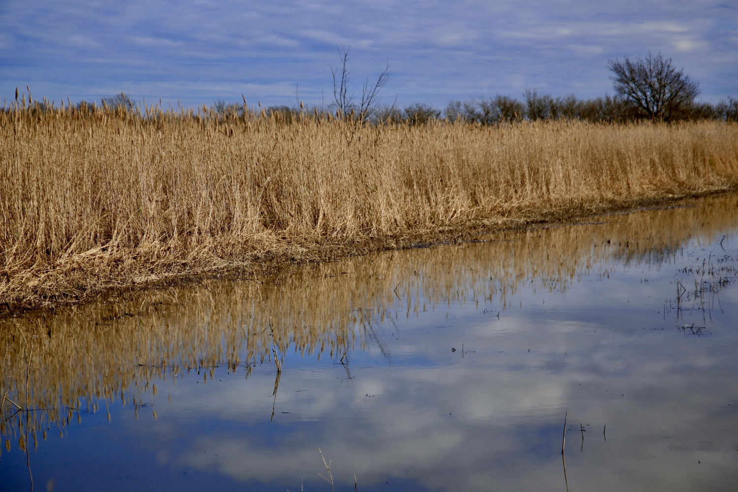 Vegetación típica de Les Basses d'en Coll.