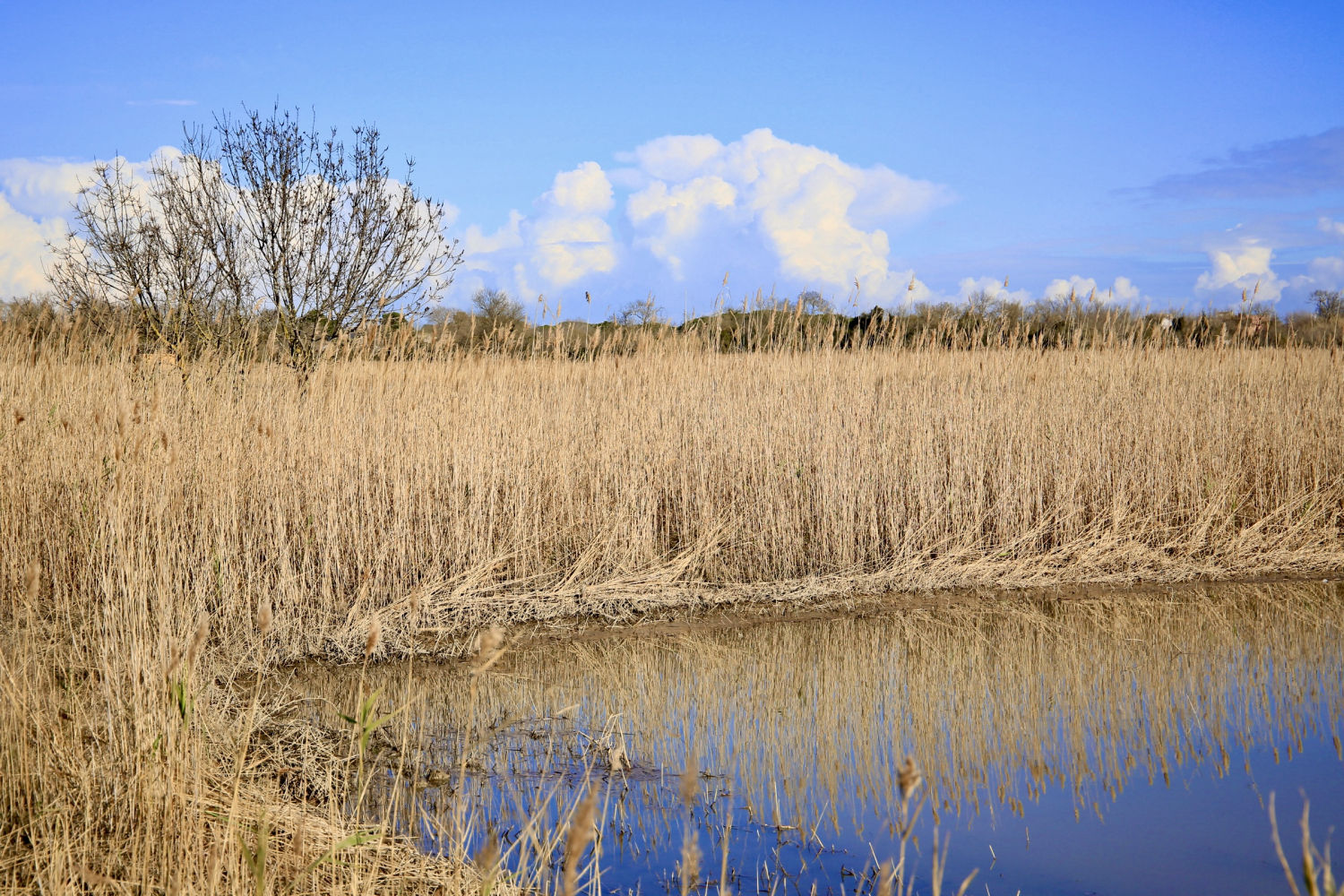 Les Basses d'en Coll, con reflejos en el agua.