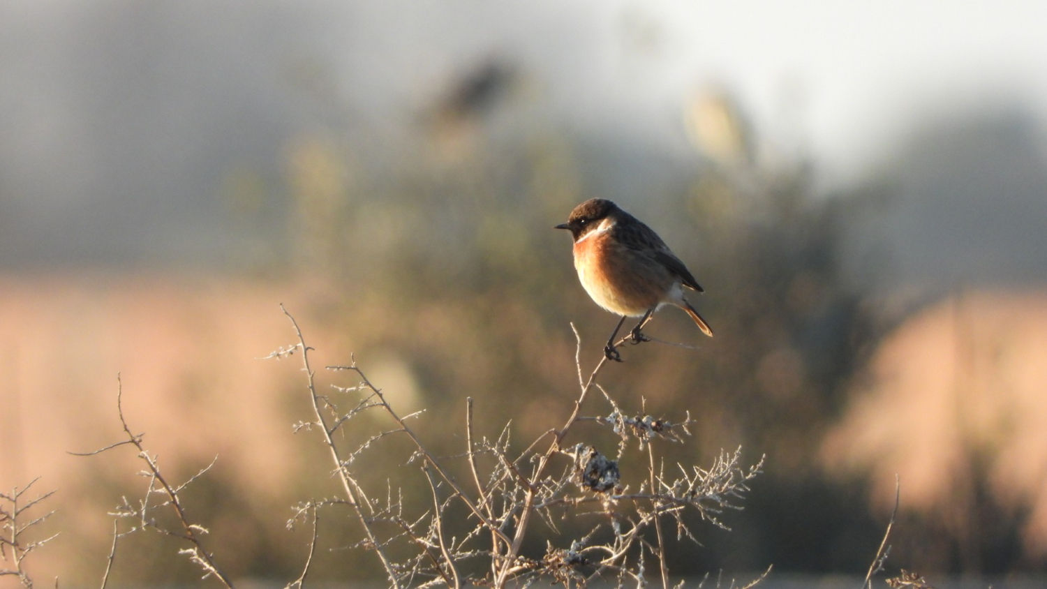La tarabilla común (Saxicola rubicola).