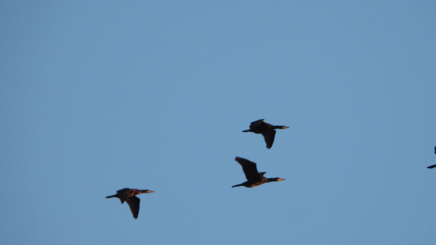 Cormoranes en el cielo del Urgell.