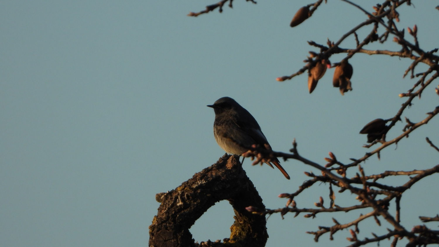 El colirrojo tizón (Phoenicurus ochruros)​.