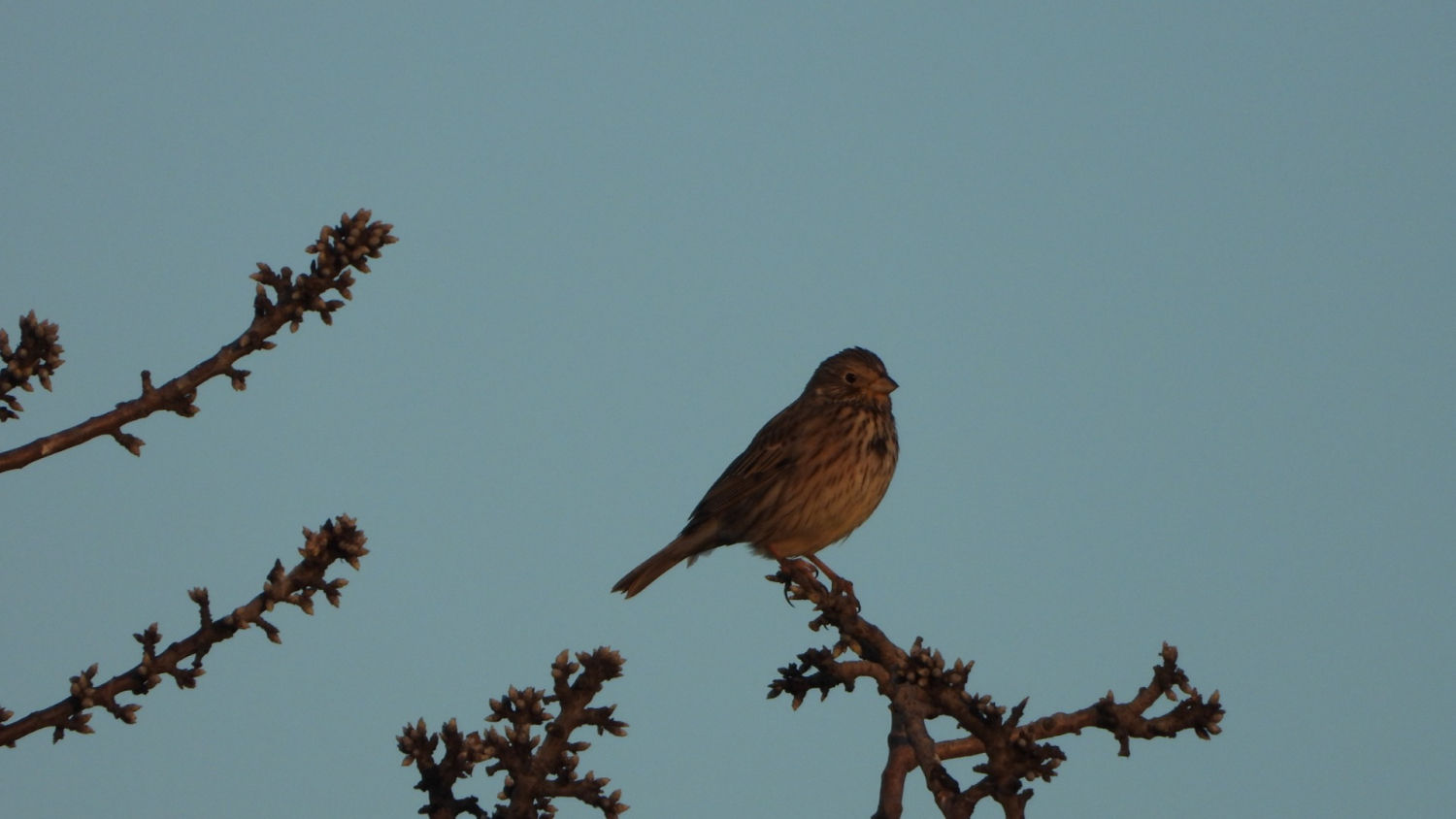 El escribano triguero.